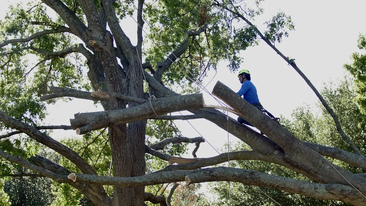 Professional Crown Thinning performed by certified arborists in Cedar Rapids