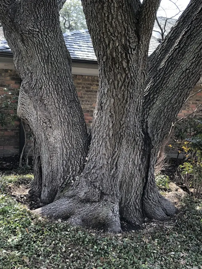 Mature heritage tree close to a Cedar Rapids property cared for by certified arborists