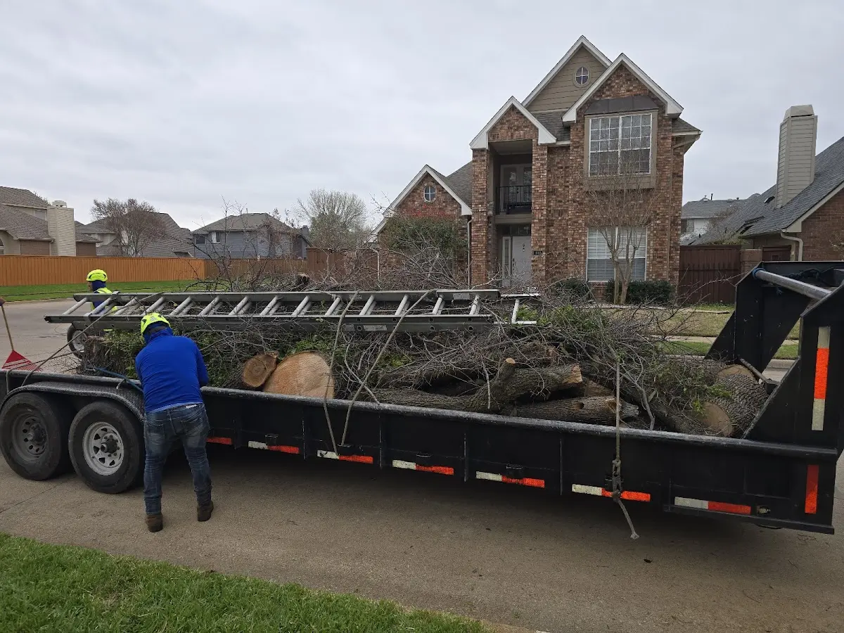 Expert Deadwooding with proper safety equipment in Cedar Rapids